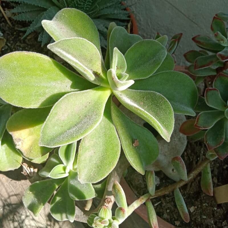 Echeveria 5