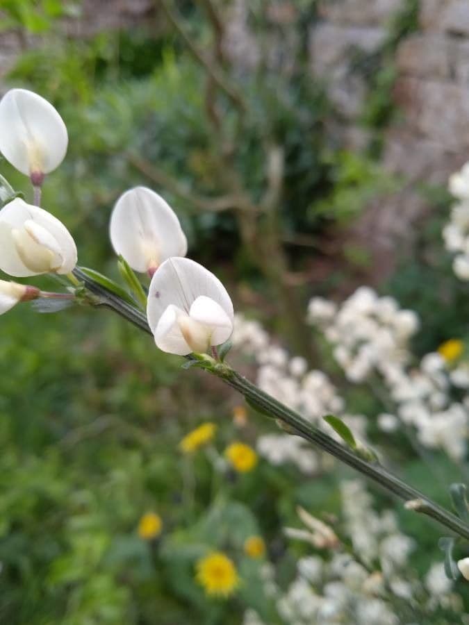 Ginestra multiflora 2