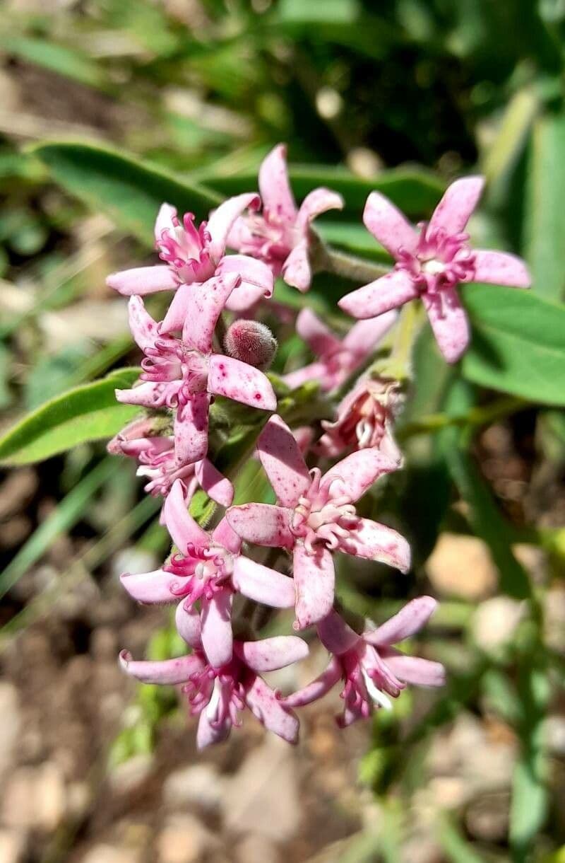 Oxypetalum 4