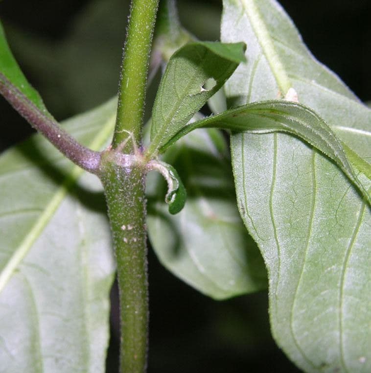 Palicourea hebeclada 8