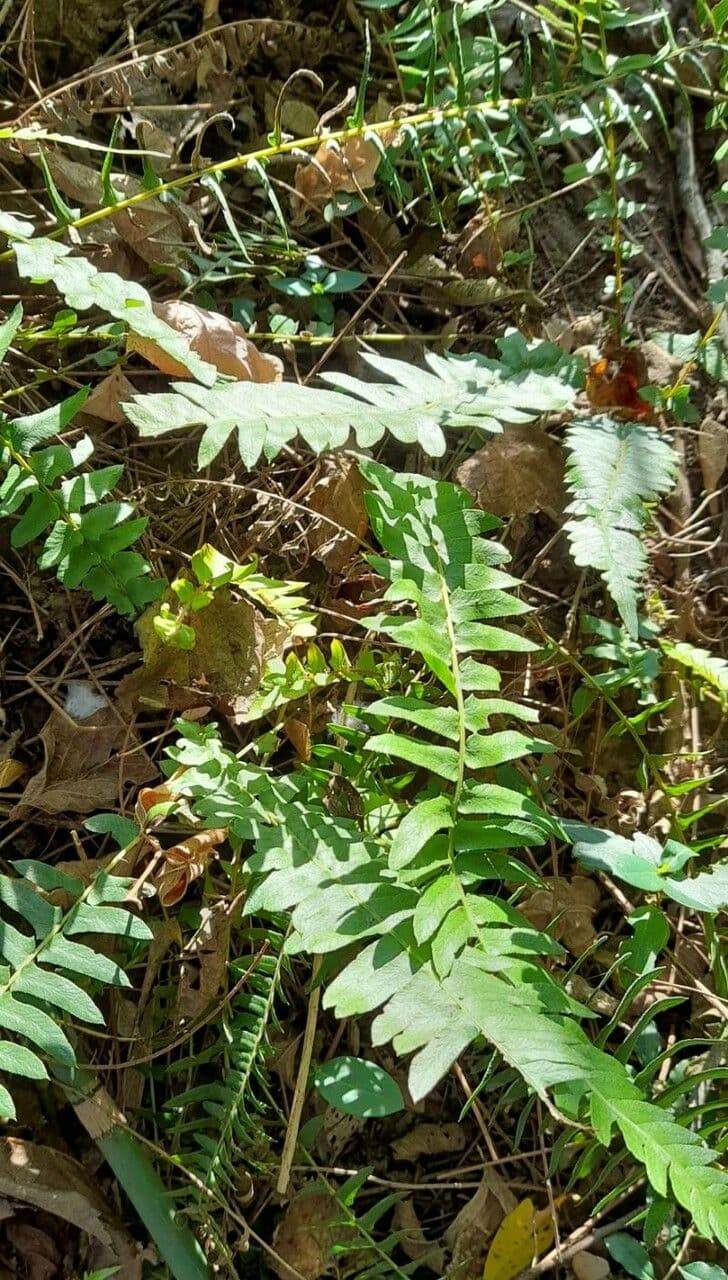 Blechnum australe 5