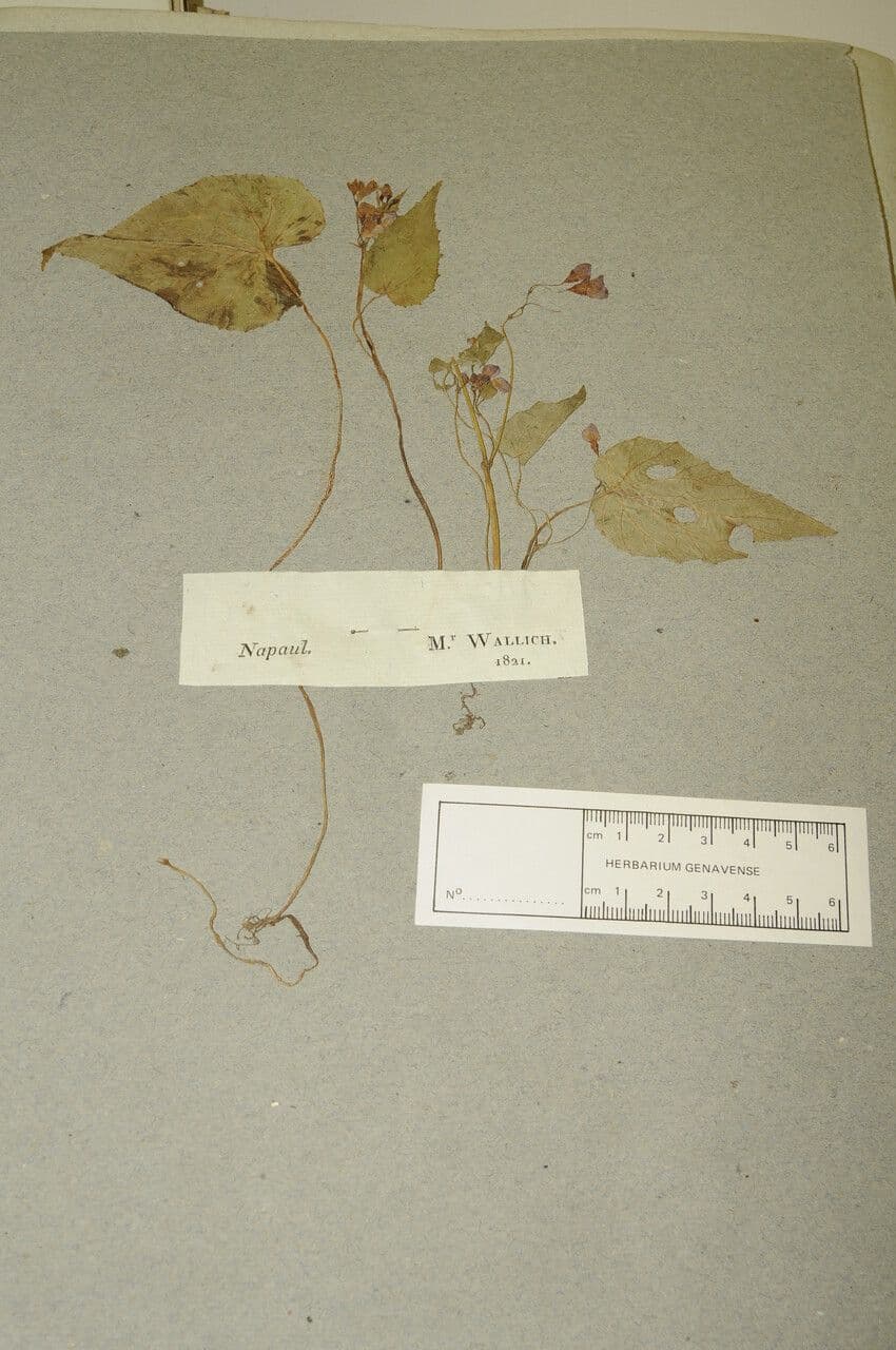 Bégonia