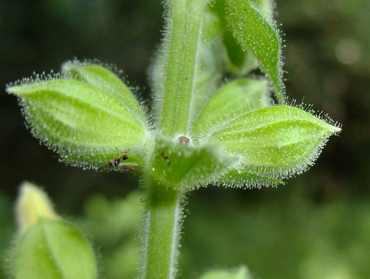 Salvia vischiosa 25