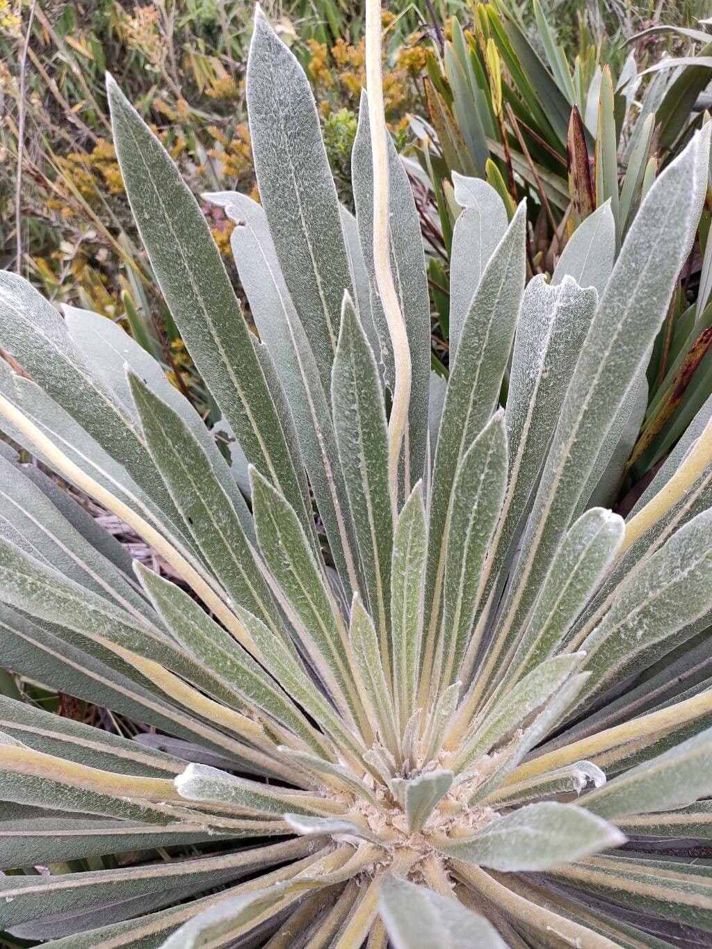 Frailejón 3