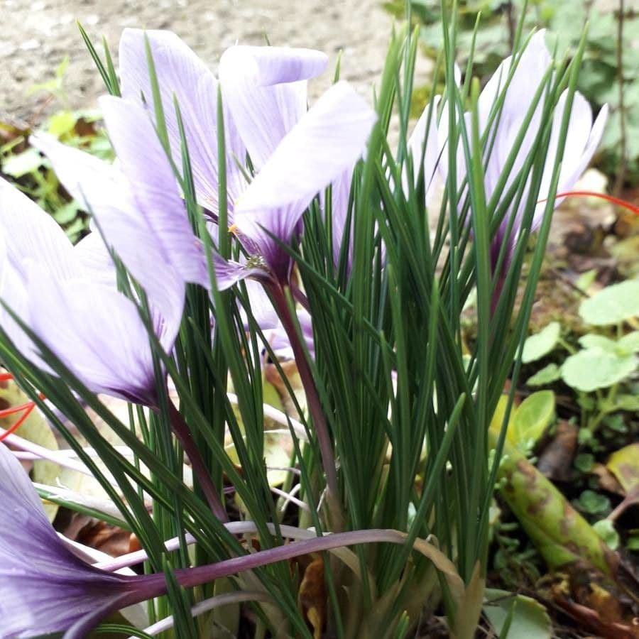 Safran 17
