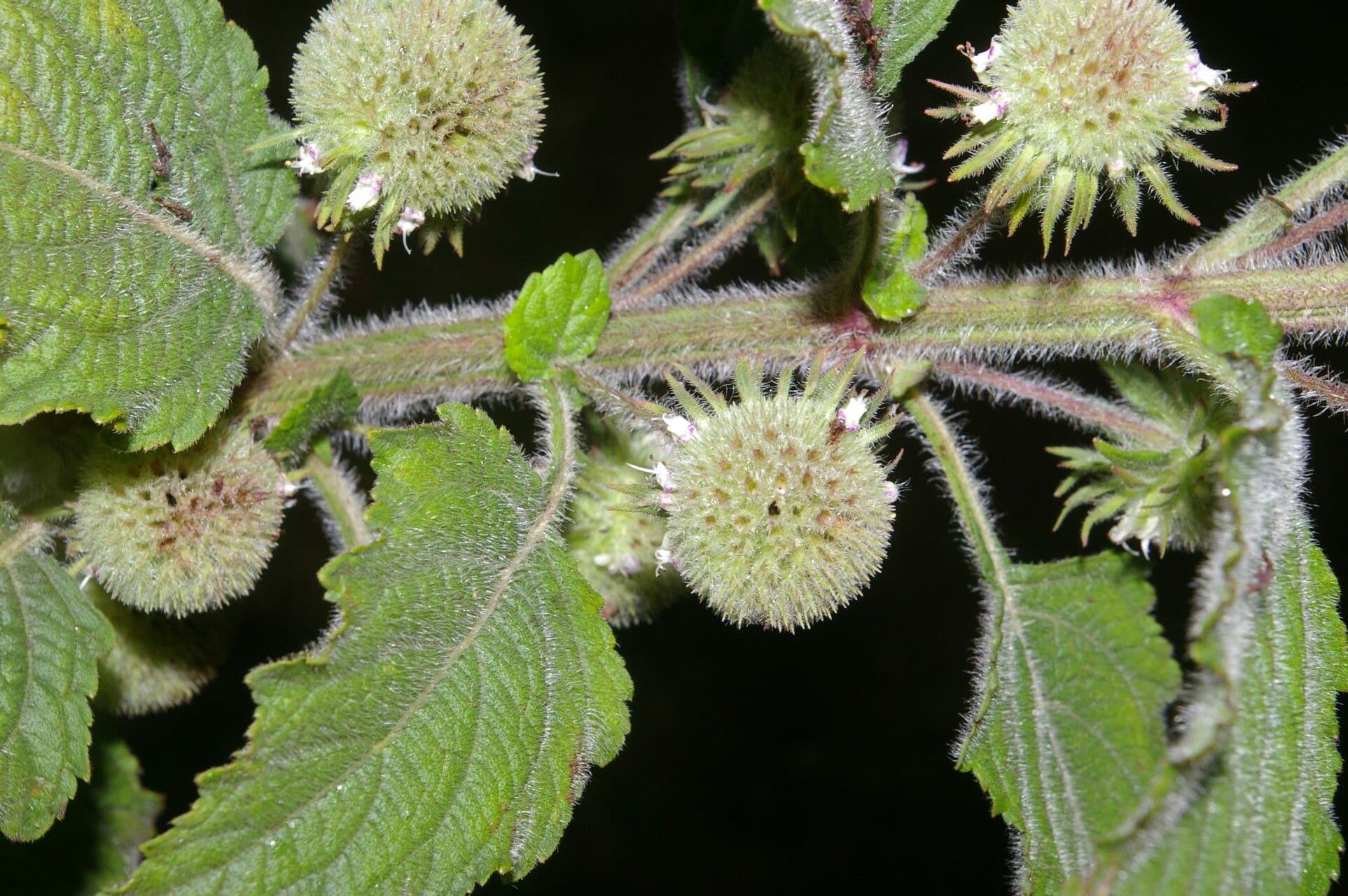 Hyptis sinuata 7