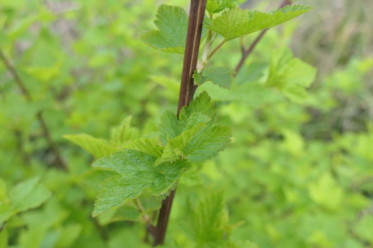 Physocarpus capitatus 21