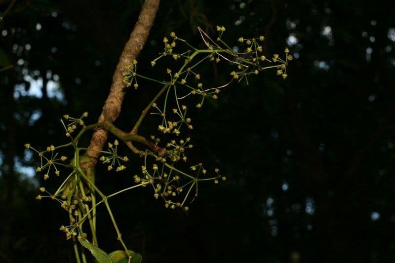 Polyscias
