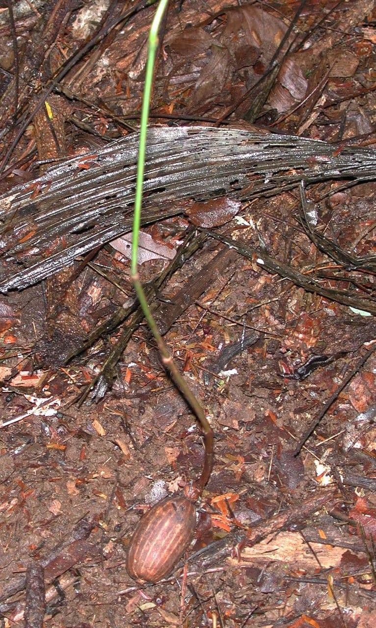 Gnetum 9