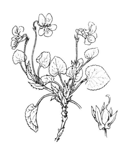 Viola rupestre 20