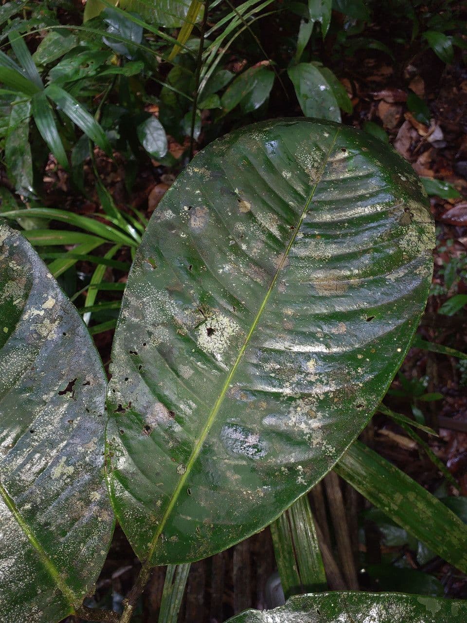 Eschweilera 5