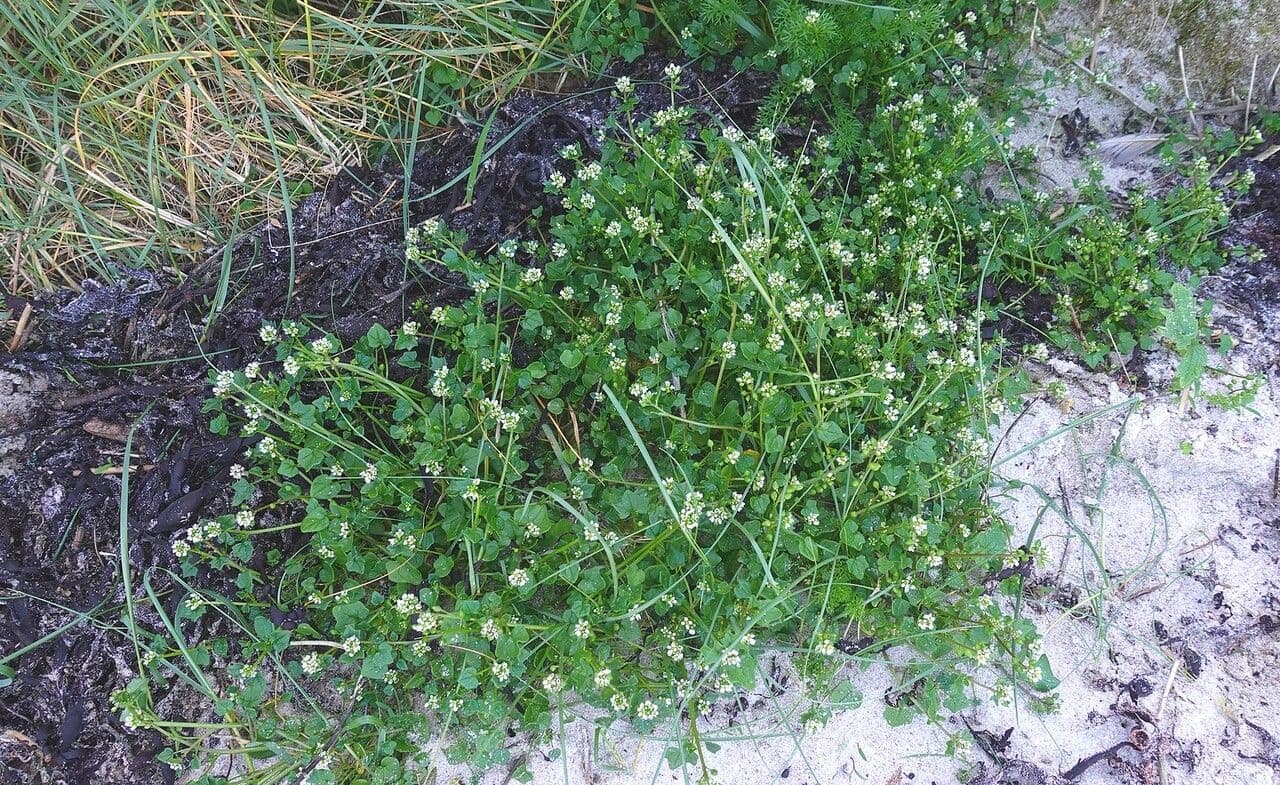 Coclearia danese 12
