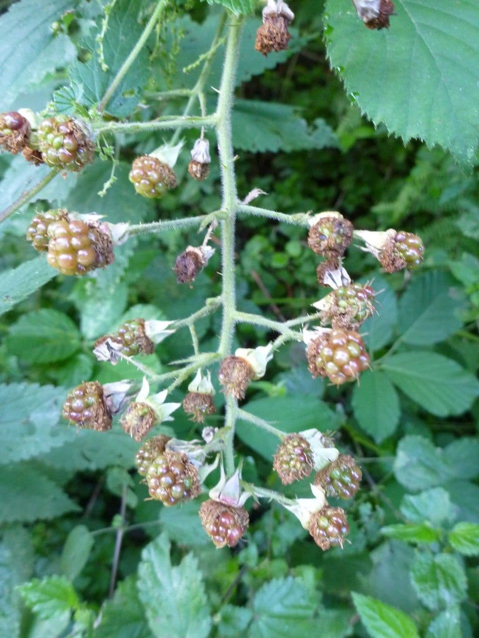 Großährige Brombeere 4