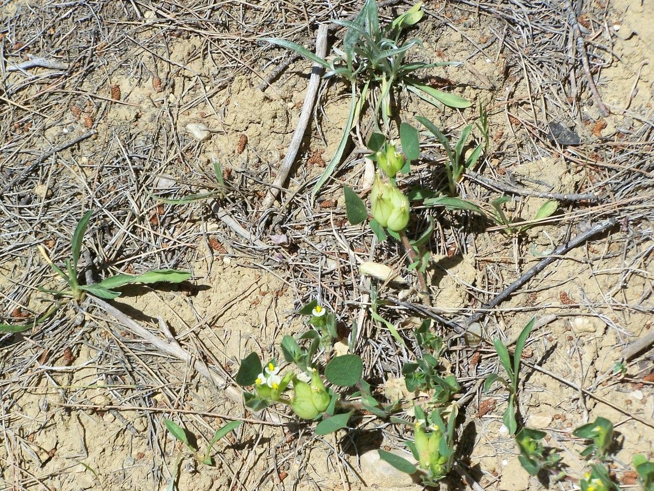 Tripodion tetraphyllum 12