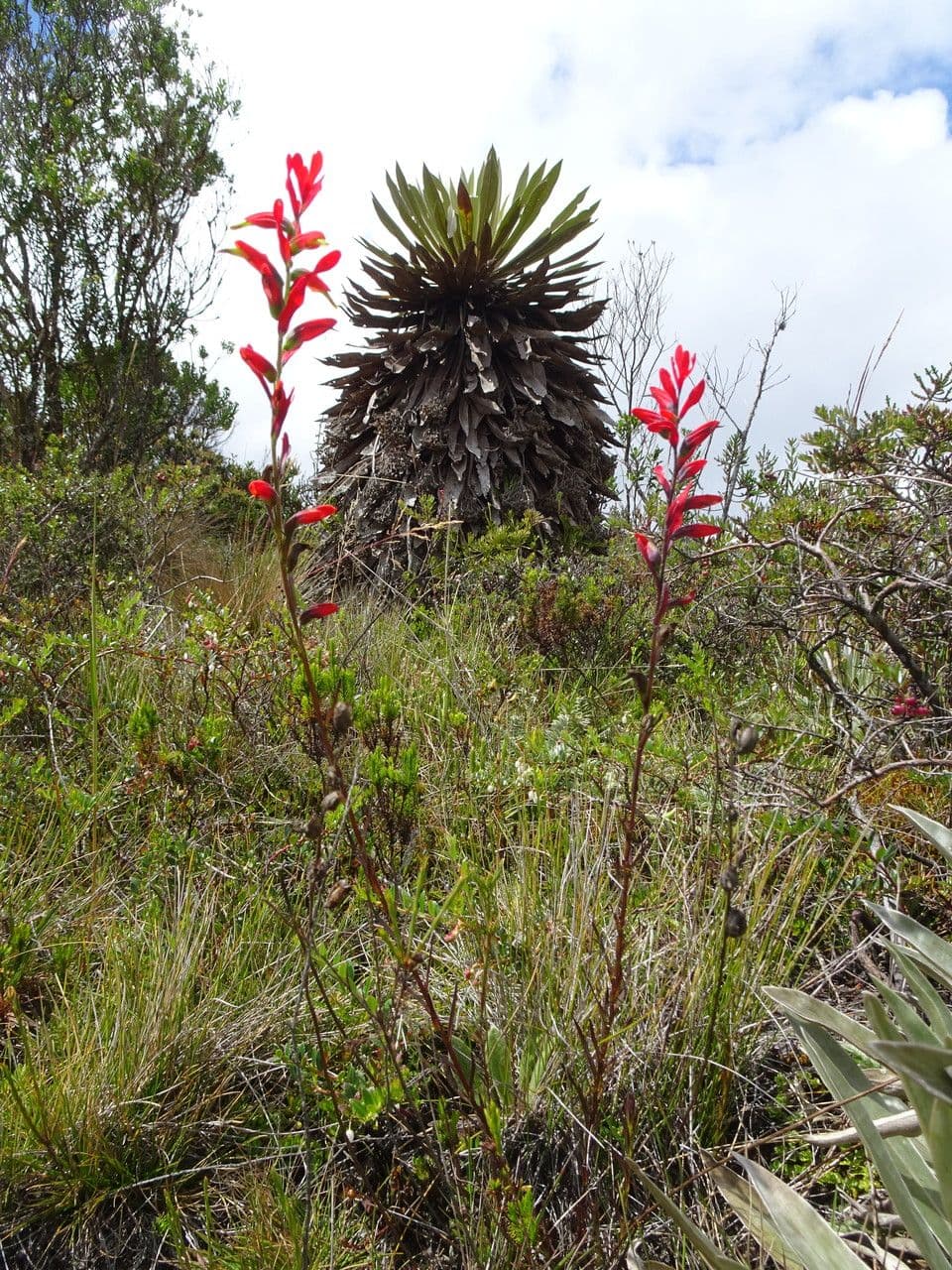 Castilleja 7