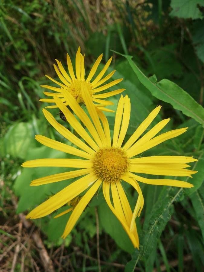 Doronicum austriacum 3