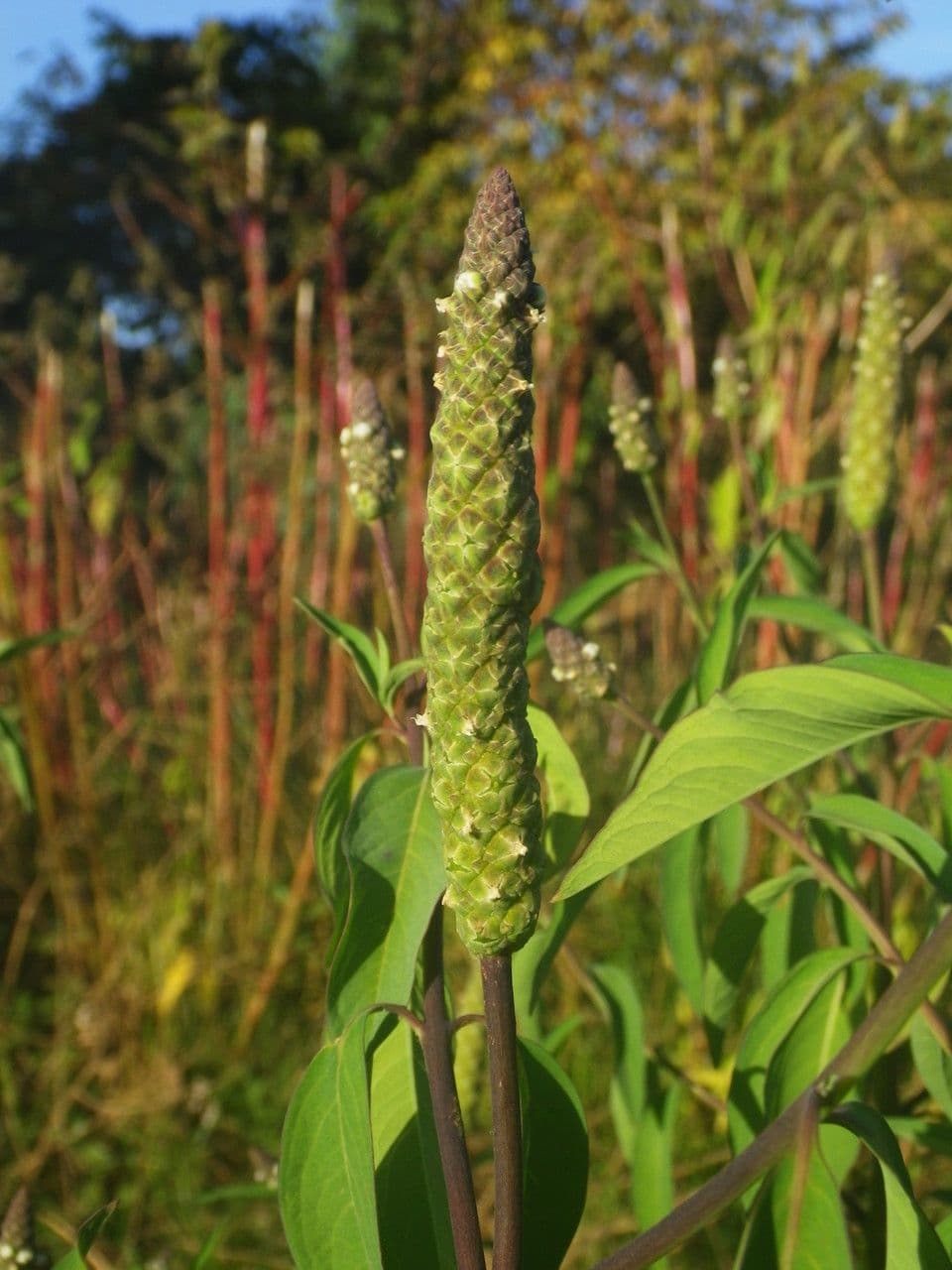 Sphenoclea