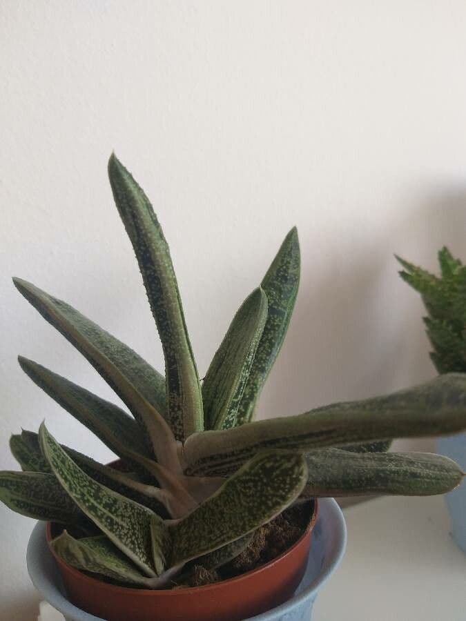 Gasteria 9
