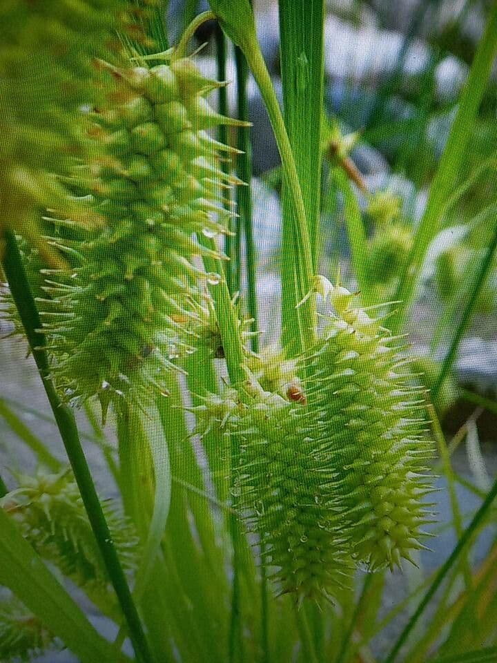 Igel-Segge 7