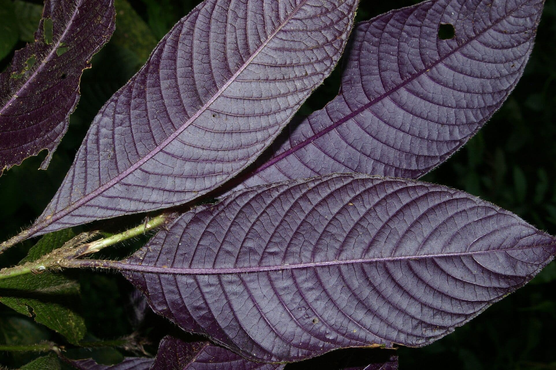 Psychotria 11