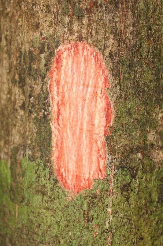Prügelstrauch 11