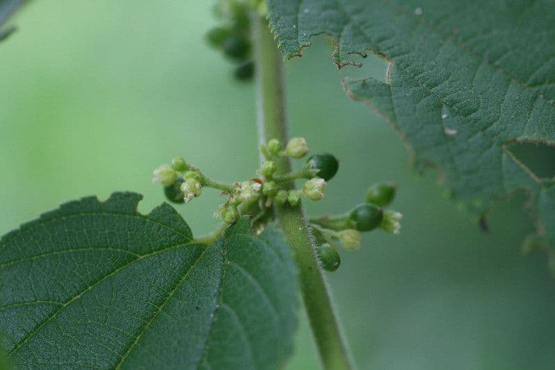 Kleinblütiger Trema 7