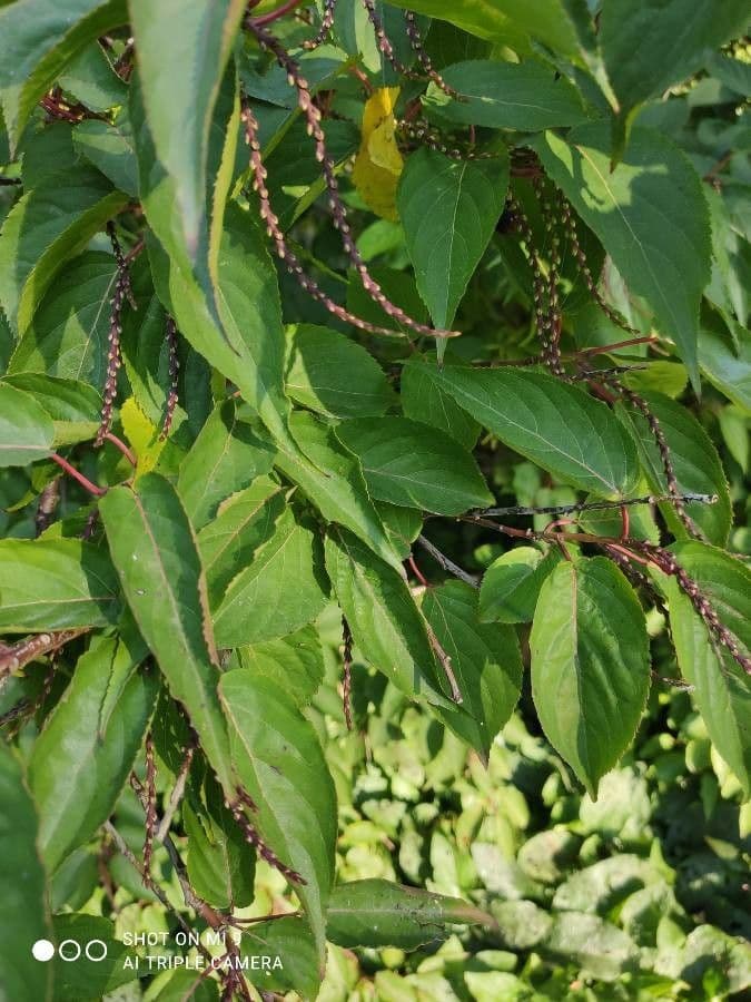 Chinese stachyurus