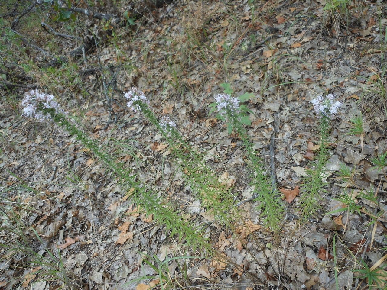 Liatris elegans 7