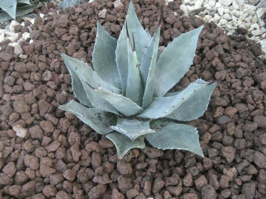 Agave 4