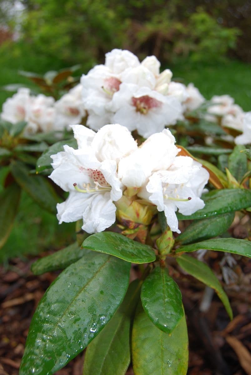 Rhododendron aganniphum 2