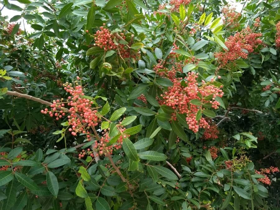 Brazilian peppertree 4