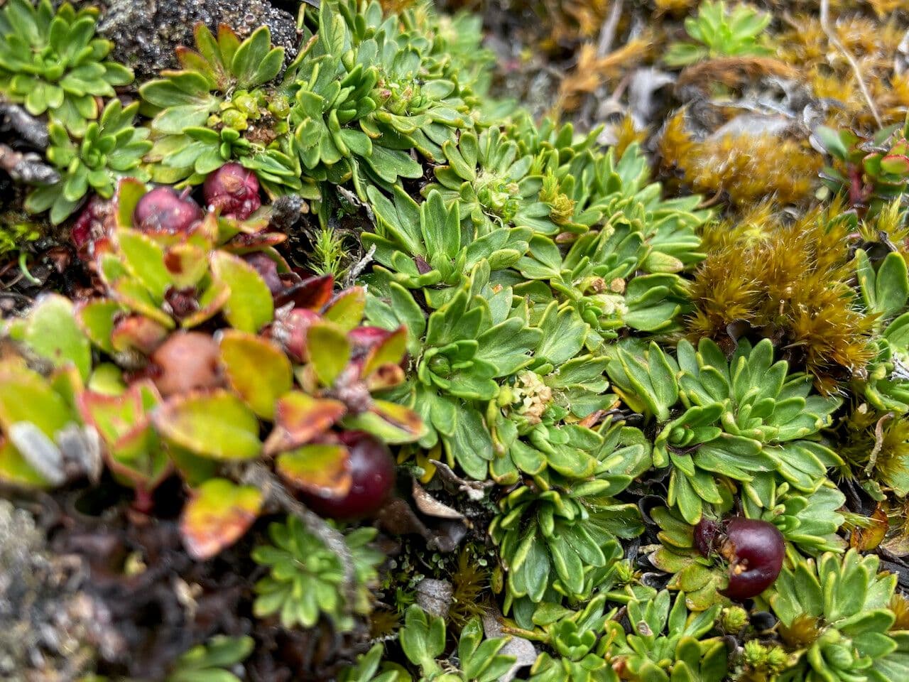 Azorella 10