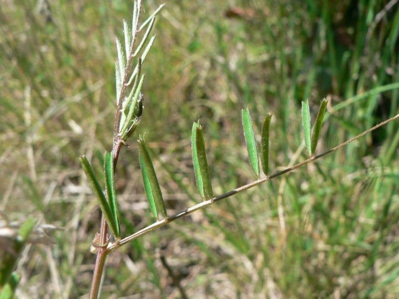 Vesce pèlerine 15
