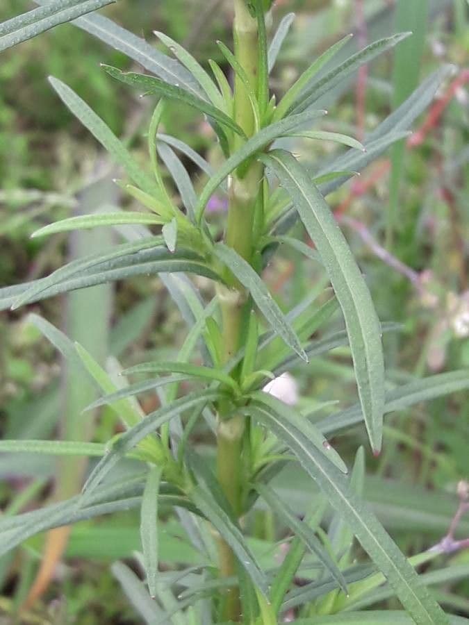 Pectis allungata 8