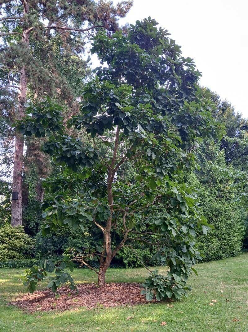 Quercia Daimyo 10
