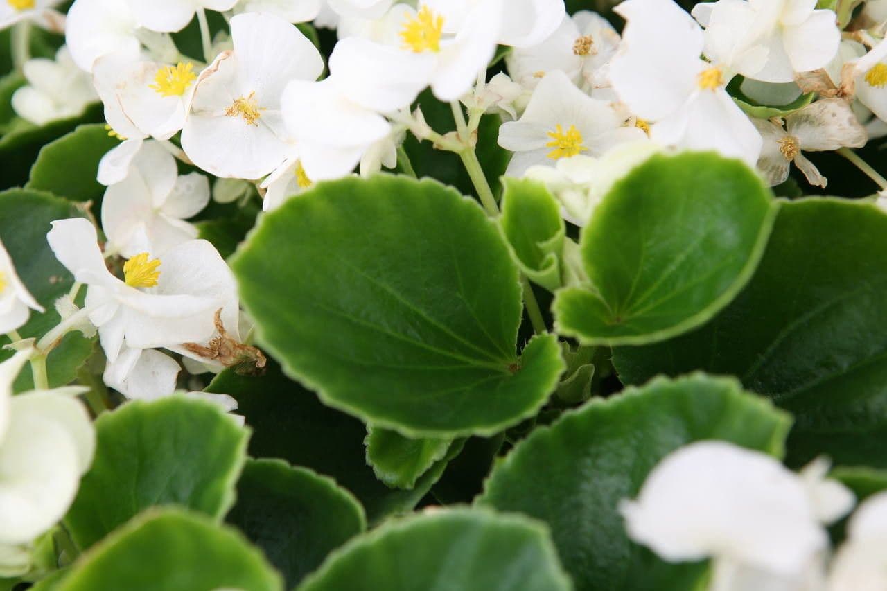 Begonia cucullata 17