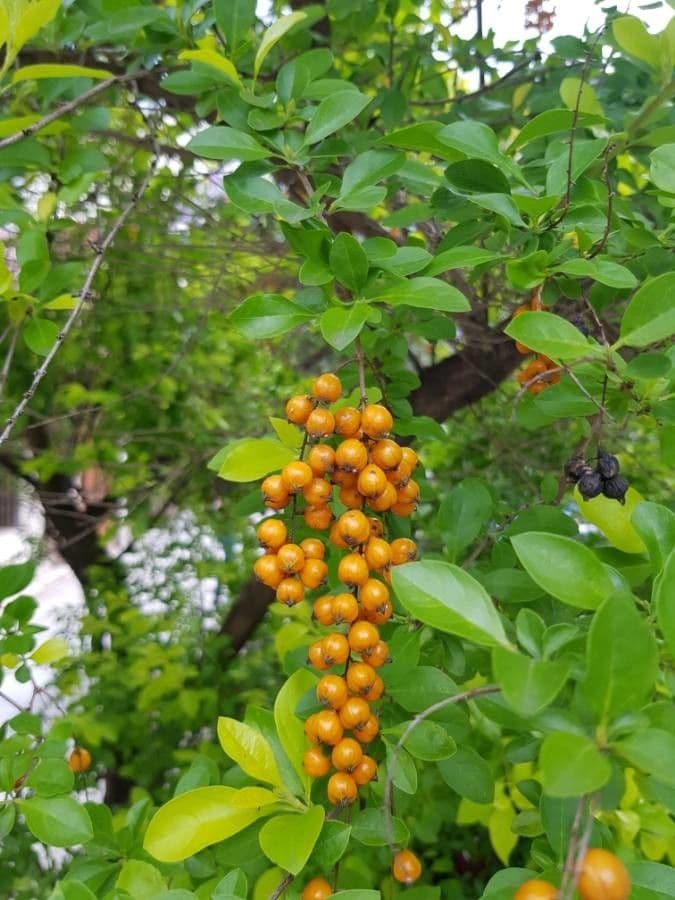 Duranta erecta 5