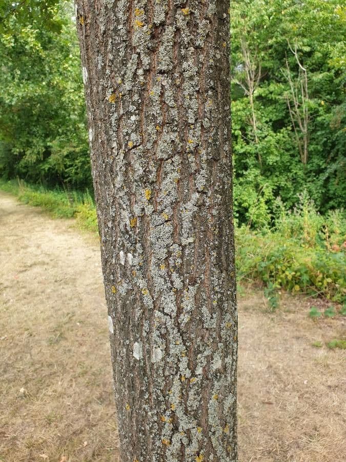 Ungarische Eiche 19