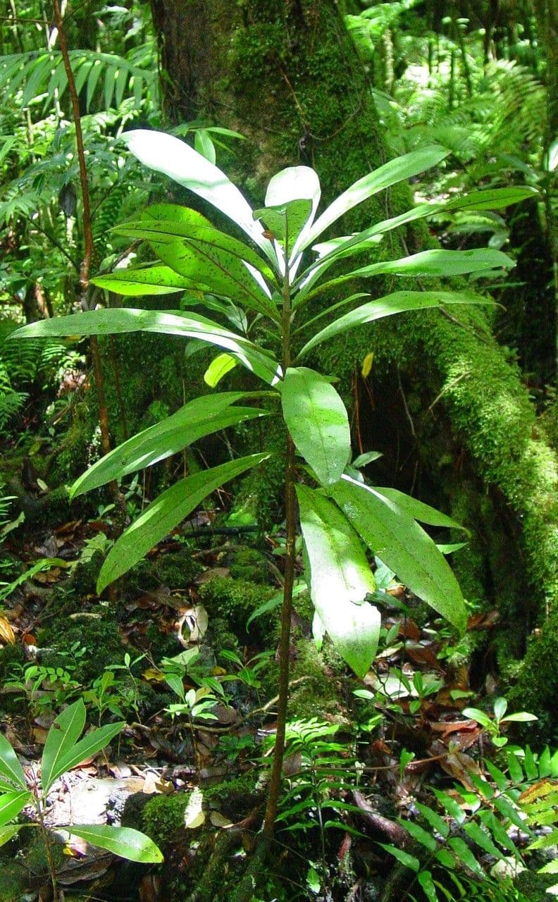 Badula 12