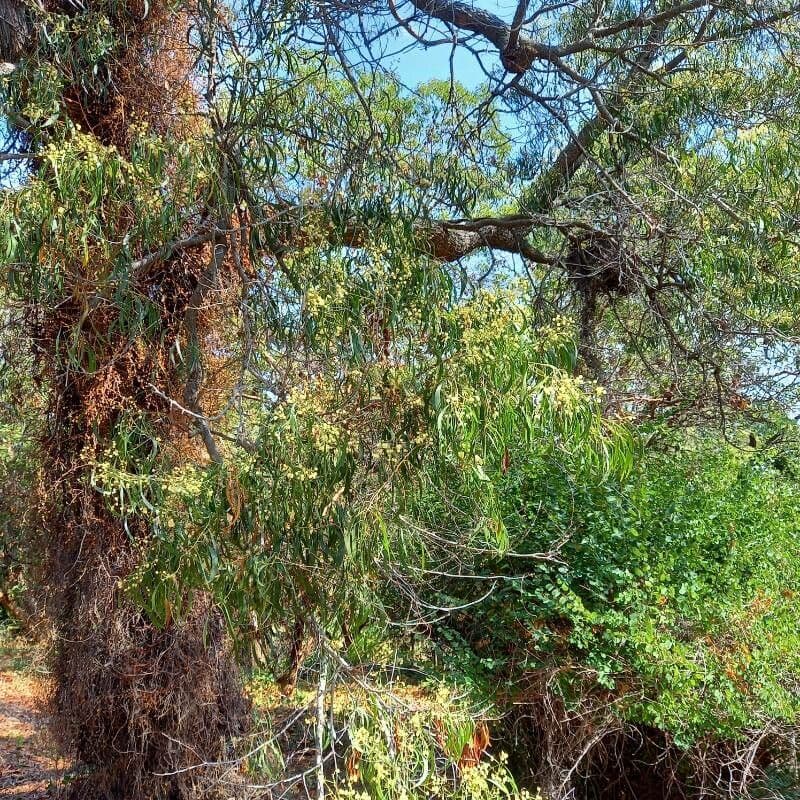 Acacia implexa 2