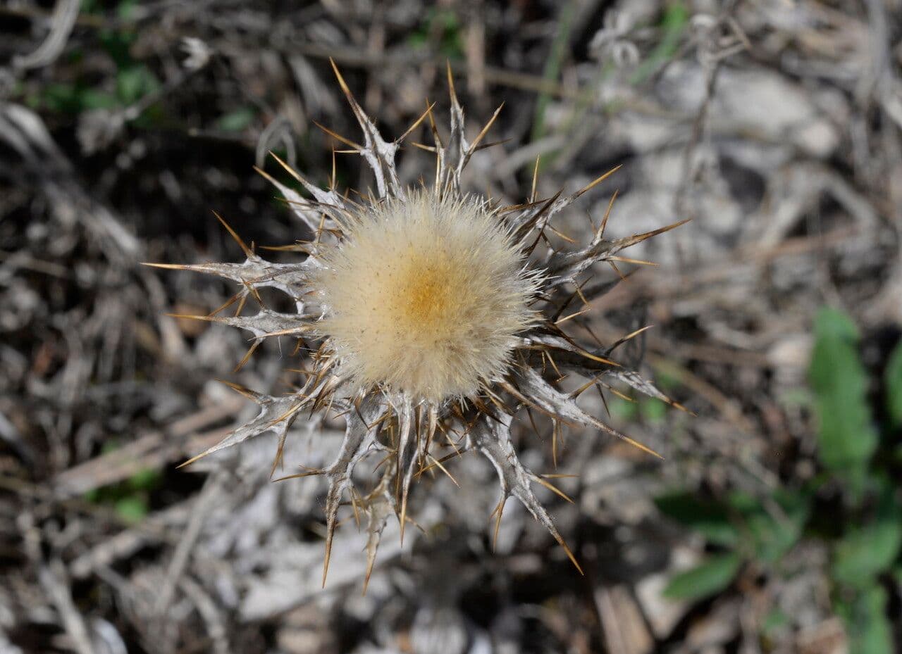 Carlina lanata 5