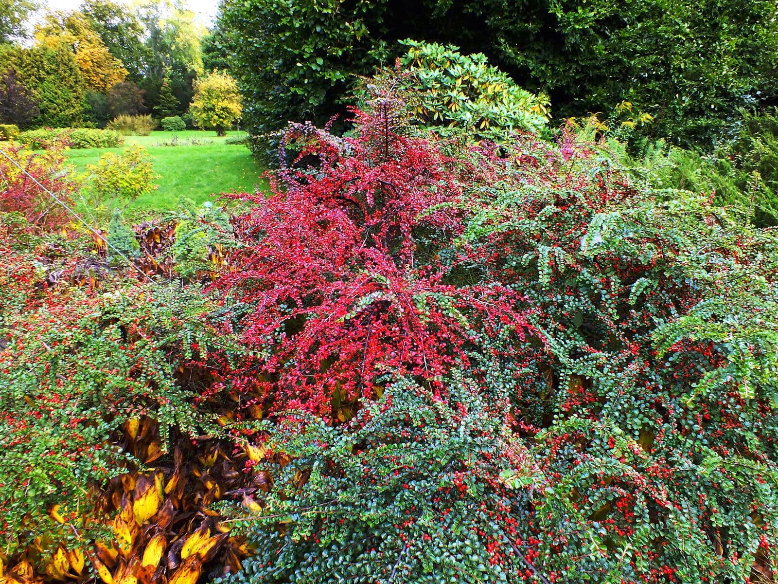 Cotoneaster 8