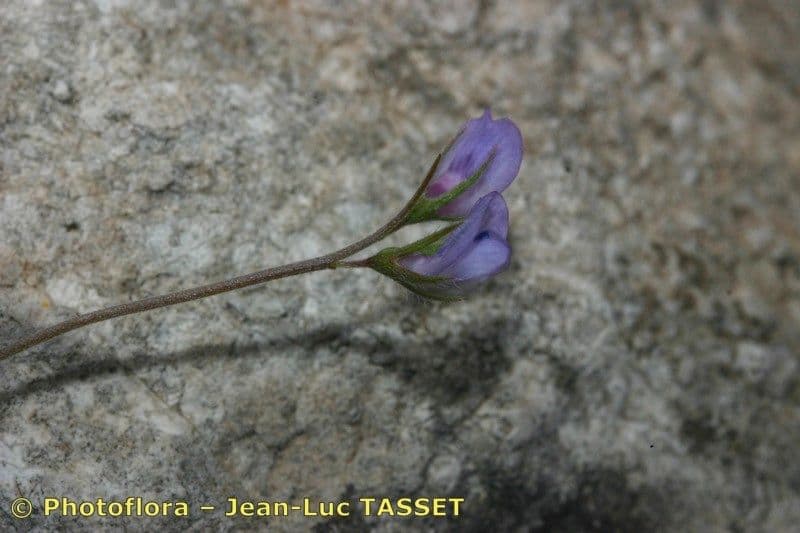 Vesce lenticulaire 7