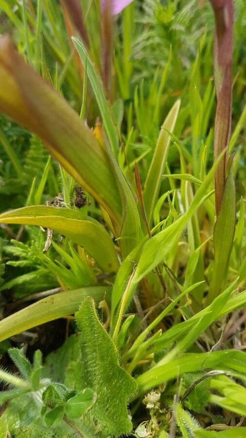 Orchis papillon 13
