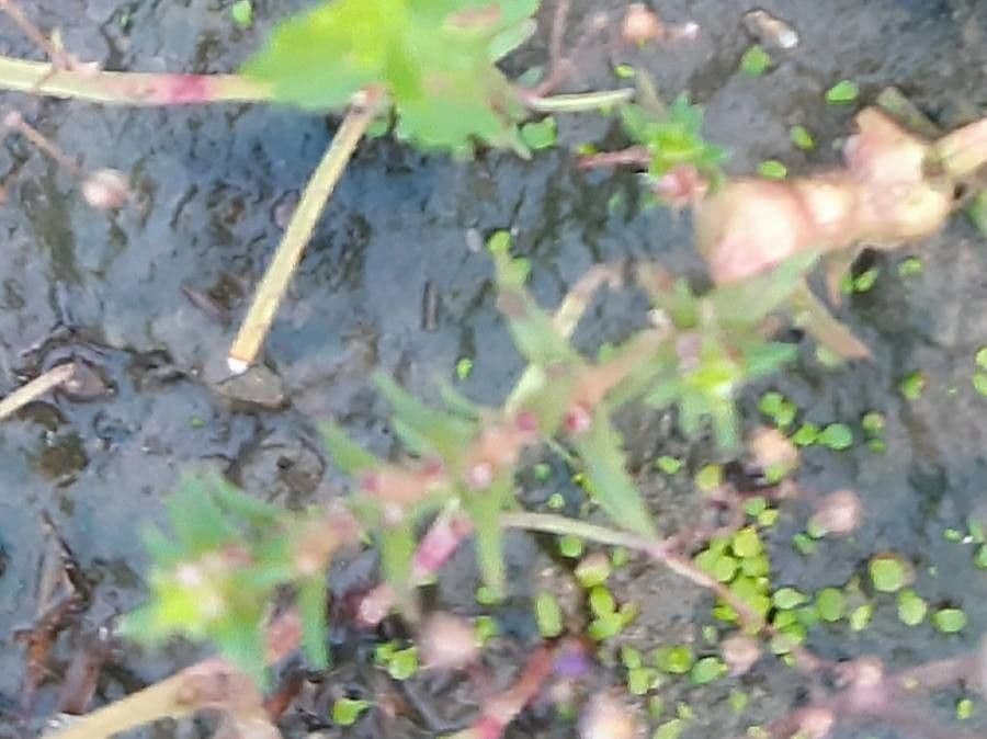 Rotala 3
