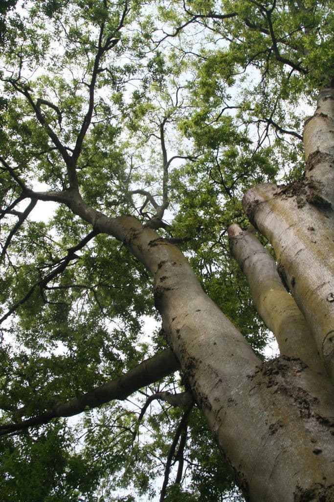 Celtis laevigata 11