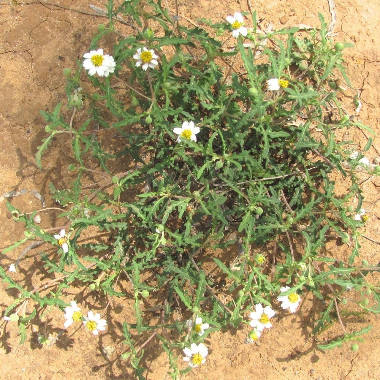 Graues Melampodium 8