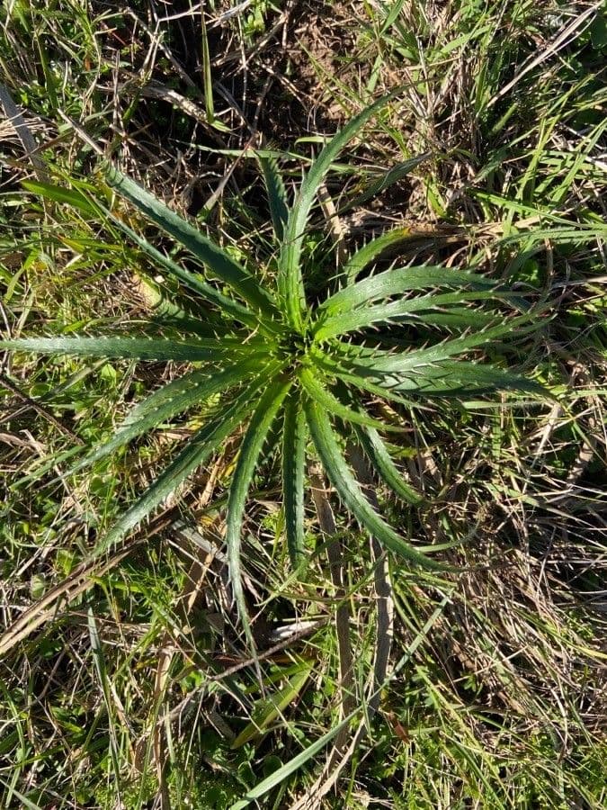 Hrdlo 8