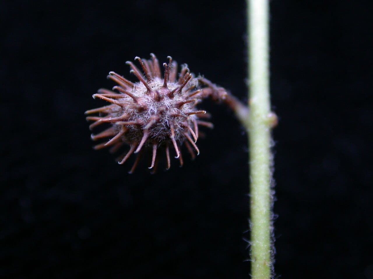 Triumfetta rhomboidea
