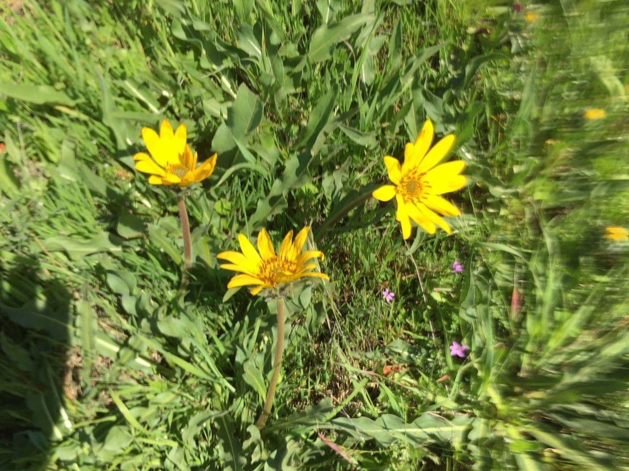 Wyethia 8